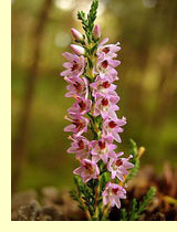 Вереск обыкновенный (Calluna vulgaris Salisb.) Вереск обыкновенный (Calluna vulgaris Salisb.)